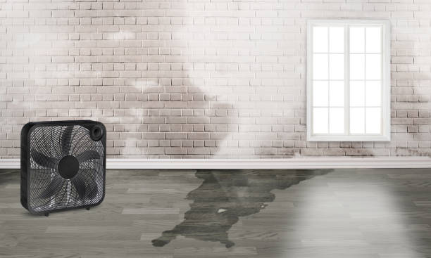 Best Water damage contractors near me  in Ponderay, ID